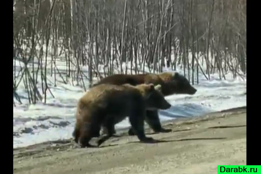 Скорость сибирского медведя. Медведь в Курагинском районе. Медведь Сибирь. Медведь в городе в Сибири.